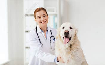 Happy doctor with retriever dog at vet clinic