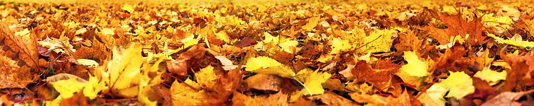 Autumn leaves, super wide banner