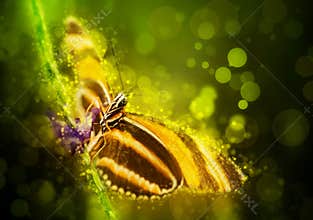 Fantasy butterfly
