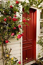 Red Door and Roses