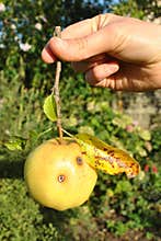 Damaged apple harvest