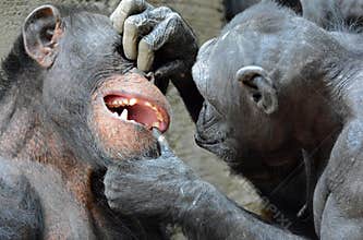 Dr. Chimp Recommends Good Dental Work