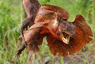Frilled Lizard