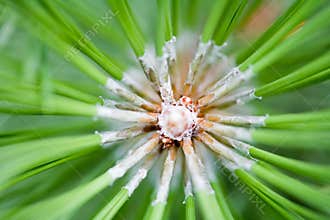 Macro of Pine Tree