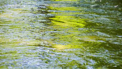 Rippled Water Of Stream Slowly Moving In Mountains