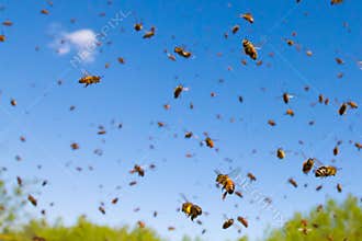 Flying Honey Bees