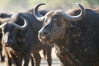 African Cape buffalo