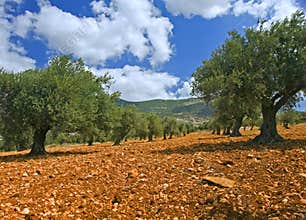 Olive grove