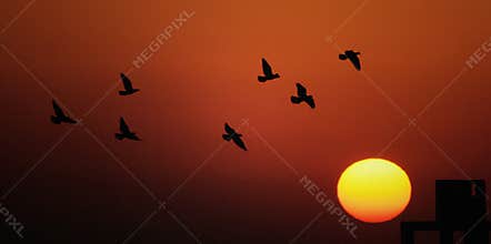 Birds flying during sunset