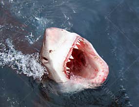 Shark attack
