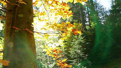 Lens Flare in Autumn Forest