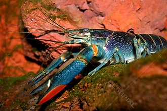 Australian Freshwater Crayfish