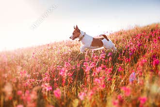 Dog in flowers Jack Russell Terrier