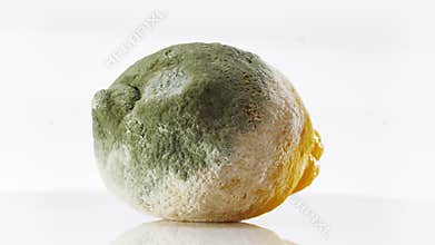 Rotten lemon covered with mold rotating over white
