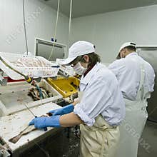 Fish cutters
