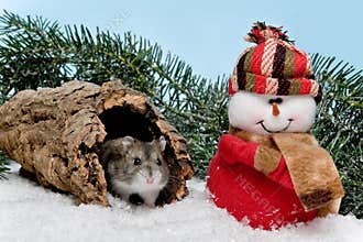 Christmas hamster