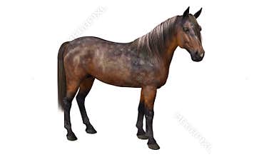 Horse standing, hoofed animal on white