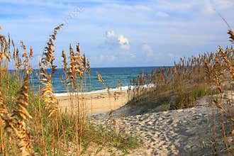 Sea Oats and Beach