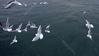 Seagulls Flying In Sky Cloudy Day