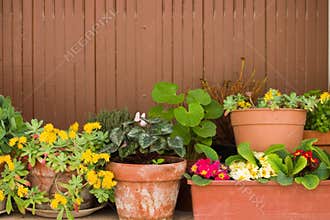 Potted plants
