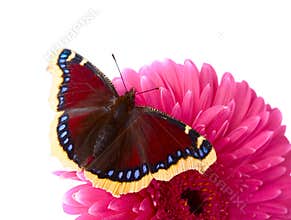 The beautiful butterfly