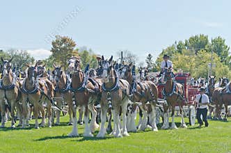 Teams of Six Draft Horses at Country Fair