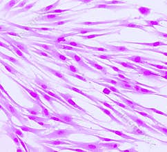 Real fluorescence microscopic view of human skin cells