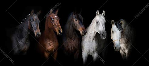 Horses on black