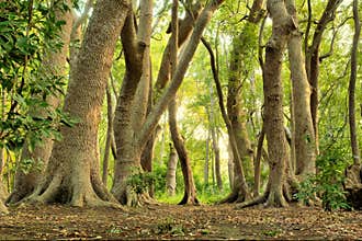 Magic green forest