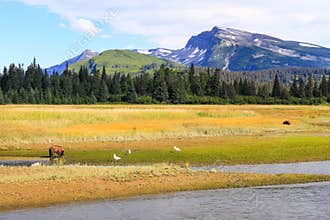 Slope Mountain Lake Clark Alaska Brown Bears