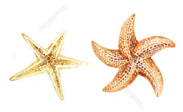 Watercolor starfishes
