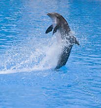 Dolphin splashing