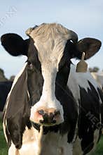 Dairy Cow