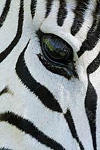 Zebra eye