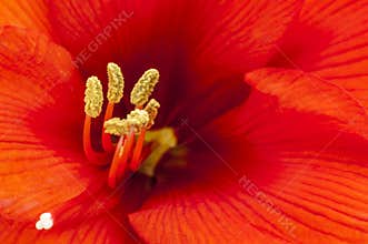Orchid blossom
