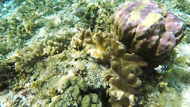 Coral reef and tropical Fish.