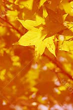 Its fall