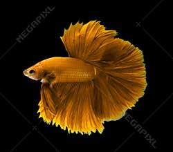 Yellow siamese fighting fish, Halfmoon betta fish isolated on bla