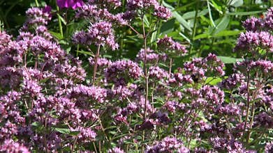 Bumblebees on oregano