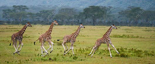 Four baby giraffe running across the savannah. Close-up. Kenya. Tanzania. East Africa.