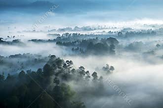 Misty forest seen from top at morning
