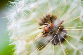 Seven-spotted lady beetles