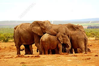 Elephant group hug