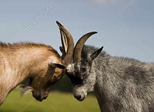 Goat fight