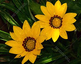 Yellow gazanias