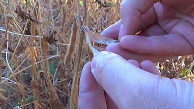 Soya close up in the farmer hands
