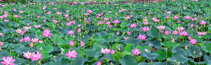 Lotus blooming season on the field