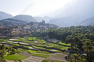 Oman Rice Paddy