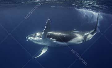 Humpback Whale Calf