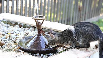 Kitty drinking water from edge